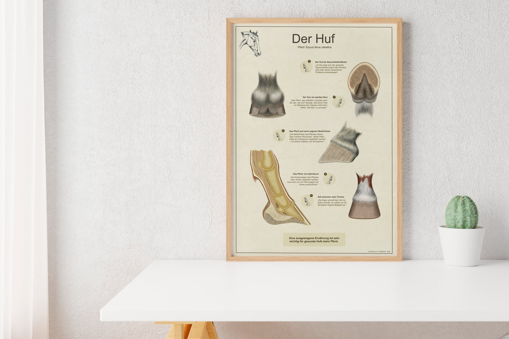 Infografik - Der Huf (Plakat)