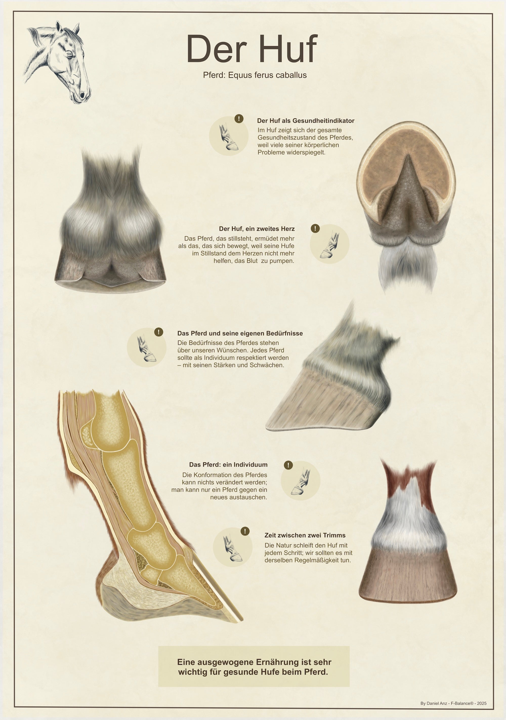Infografik - Der Huf (digital) – Kwrak-Online-Shop